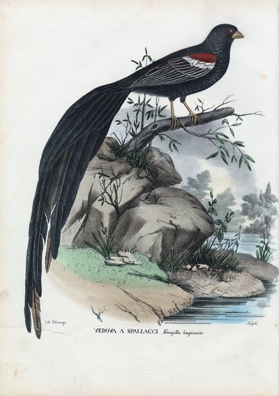 Siberian Finch, 1863-79 by Raimundo Petraroja